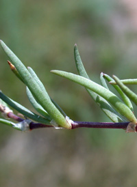 Saltmarsh Sea-spurrey