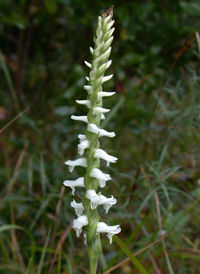 Nodding Ladies'-tresses