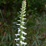 Nodding Ladies'-tresses