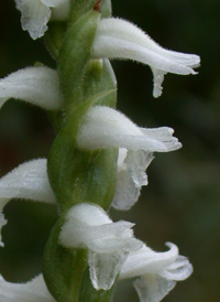 Nodding Ladies'-tresses