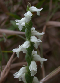 Nodding Ladies'-tresses