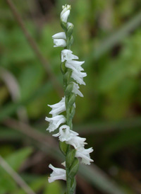 Little Ladies'-tresses