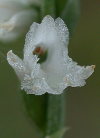 Little Ladies'-tresses