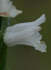 Little Ladies'-tresses