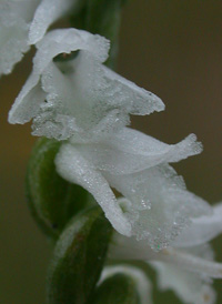 Little Ladies'-tresses