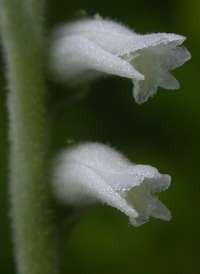 Spring Ladies'-tresses