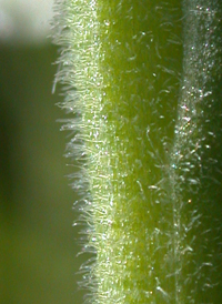 Spring Ladies'-tresses