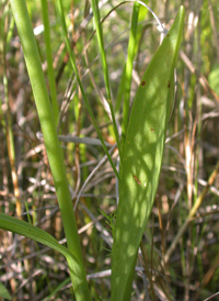 Spring Ladies'-tresses