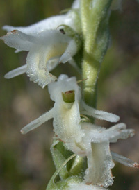 Spring Ladies'-tresses