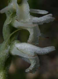 Spring Ladies'-tresses