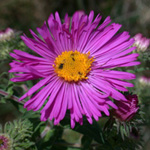 New England Aster