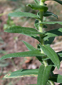 New England Aster