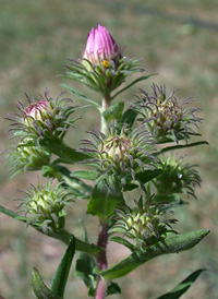 New England Aster