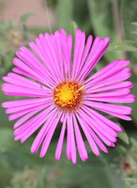 New England Aster