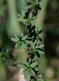 Bushy Aster