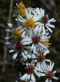 Bushy Aster