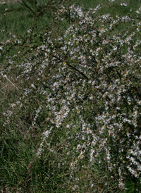 Bushy Aster