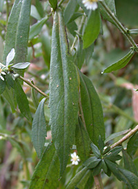 Calico Aster