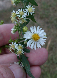 Frost Aster