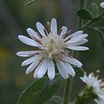 Calico Aster Calico Aster
