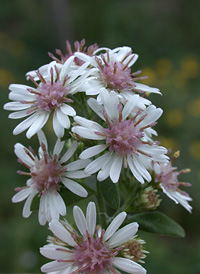 Calico Aster