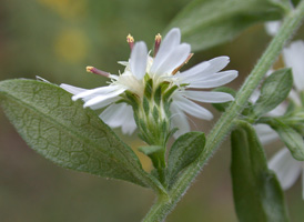 Calico Aster