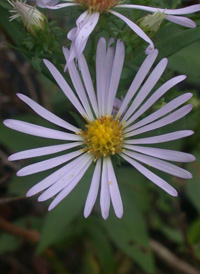 New York Aster