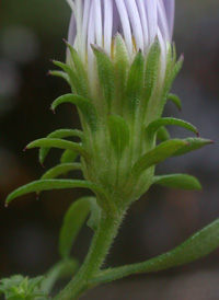 New York Aster