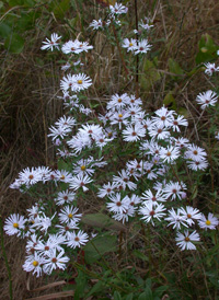 New York Aster