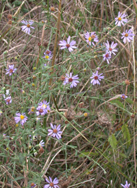 Late Purple Aster