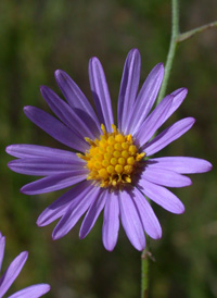 Late Purple Aster