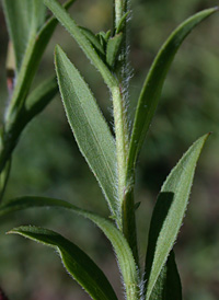 Frost Aster