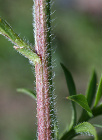 Frost Aster