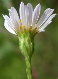 Small White Aster