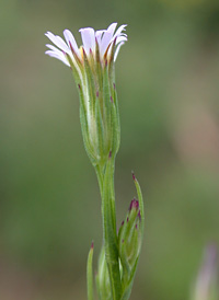 Annual Saltmarsh Aster