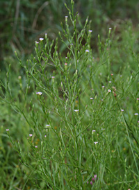 Annual Saltmarsh Aster