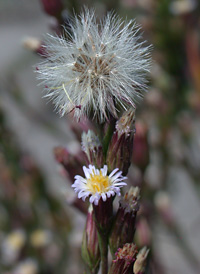 Annual Saltmarsh Aster