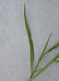 Annual Saltmarsh Aster