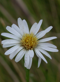 Perennial Saltmarsh Aster