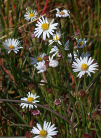 Perennial Saltmarsh Aster