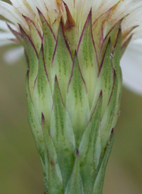 Perennial Saltmarsh Aster