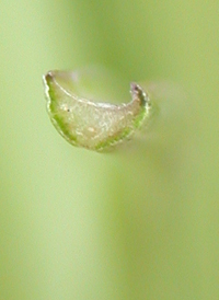 Perennial Saltmarsh Aster