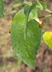 Wavy-leaved Aster