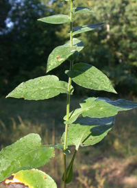 Wavy-leaved Aster