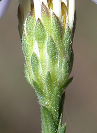 Wavy-leaved Aster