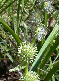 American Branched Bur-reed