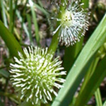 American Branched Bur-reed