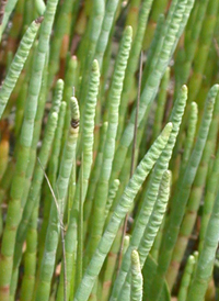 American Perennial Glasswort