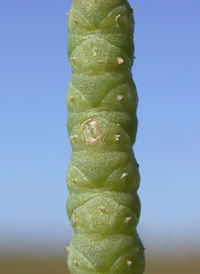 American Perennial Glasswort