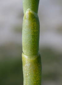 American Perennial Glasswort